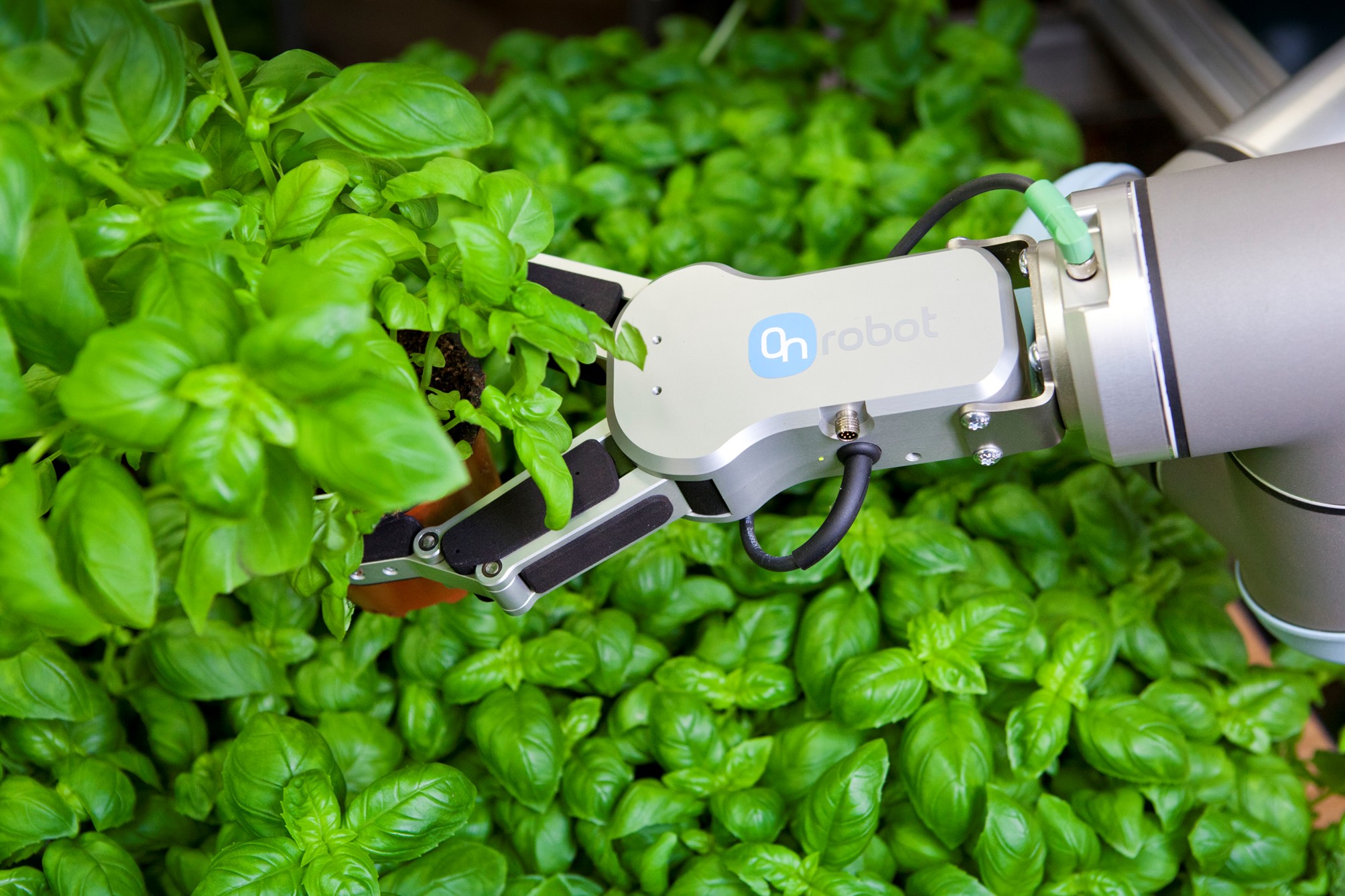 Robot til gartnerier